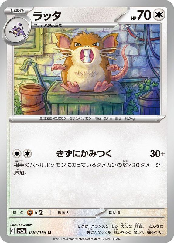 Raticate (Japanese) - 020/165 - Uncommon