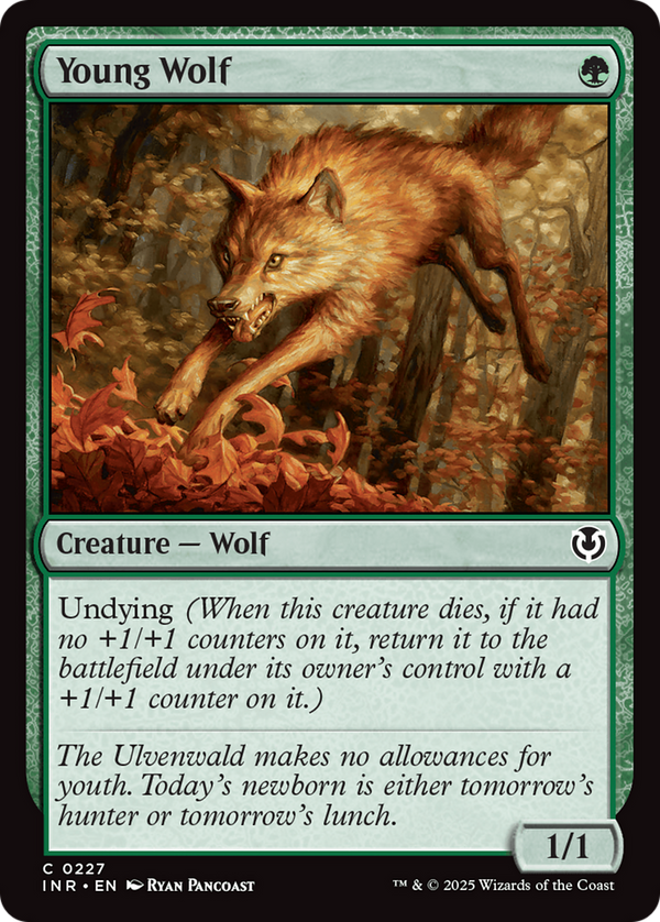Young Wolf (INR)